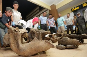 Diduga Kesetrum Listrik, Dua Gajah Sumatra Ditemukan Mati